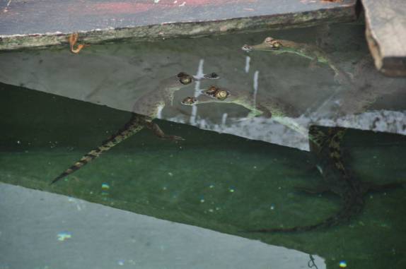 Criação de jacarés no Hato El Cedral, na região dos llanos, na Venezuela